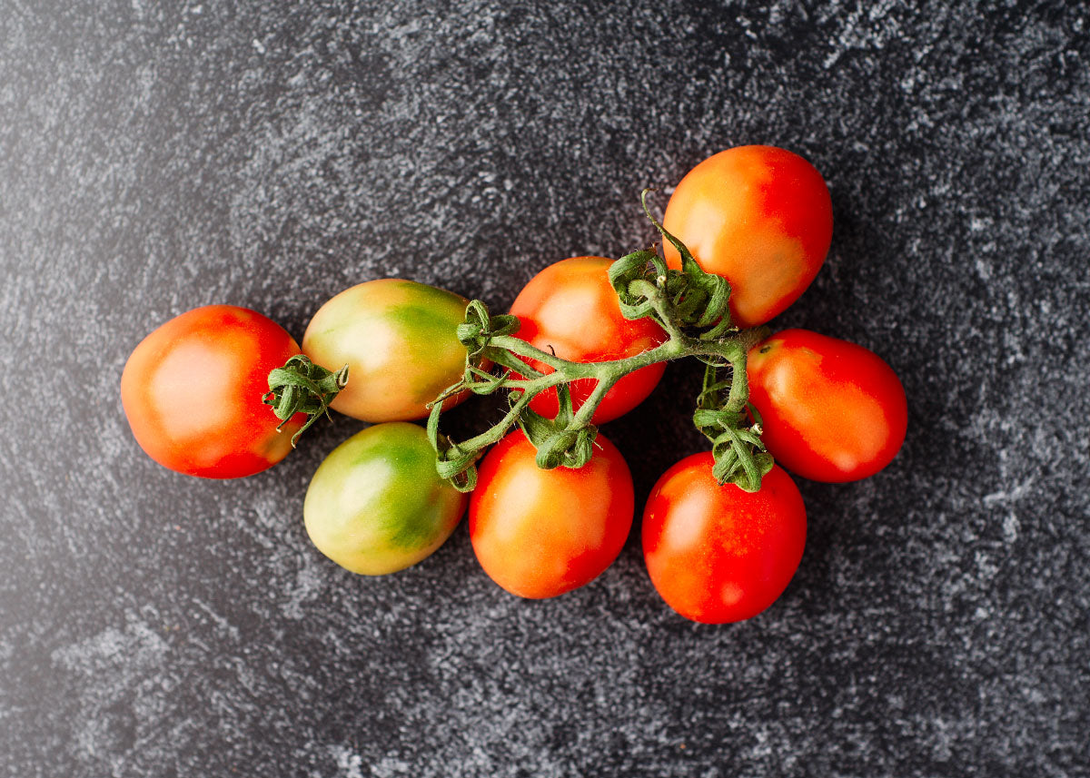 Italian Heirloom Tomato - Principe Borghese Seed -Bucktown Seed Company_04