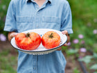 Person holding a white enameled colander filled with two fresh, red Brandywine tomatoes in a garden.