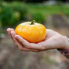 A hand holding a large, golden-yellow Yellow Brandywine tomato in a garden setting.
