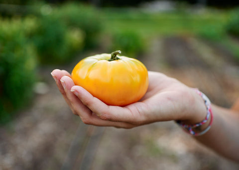 Heirloom Seeds_Tomato Yellow Brandywine_Bucktown Seed Company-04