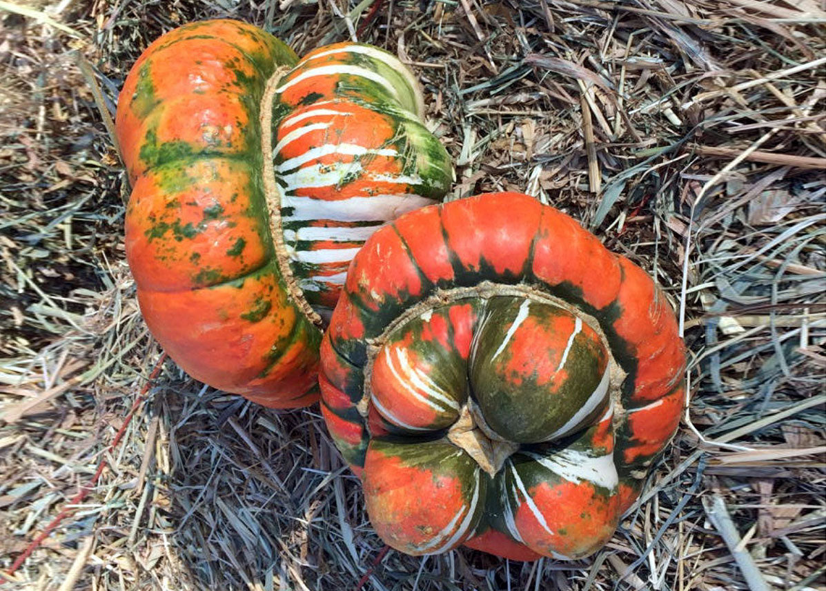 Heirloom Turks Turban Squash Seed_Bucktown Seed Company