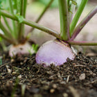 Purple Top White Globe turnip growing in dark soil with green leafy tops emerging from the ground.