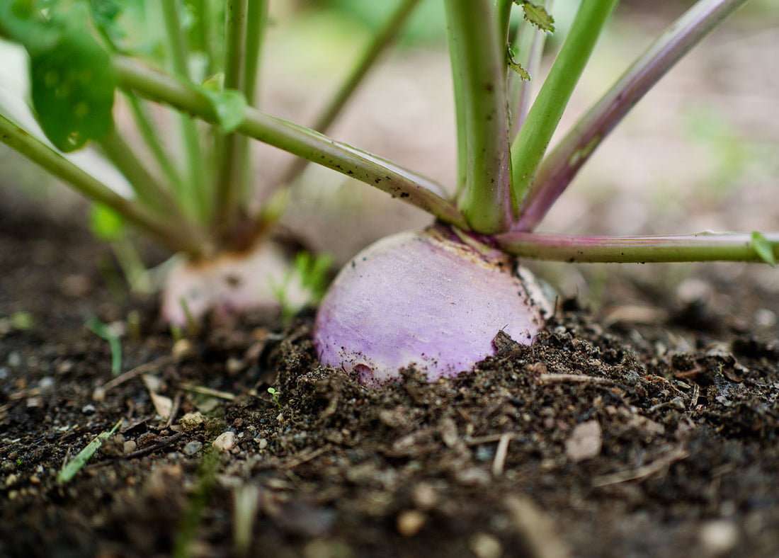 Heirloom Seeds_Turnip Purple Top White Globe_Bucktown Seed Company-02