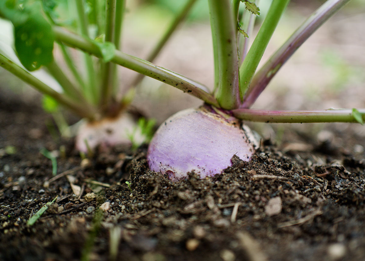 Heirloom Seeds_Turnip Purple Top White Globe_Bucktown Seed Company-02