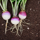 Three freshly harvested Purple Top White Globe turnips with purple shoulders and white roots lying on dark soil.