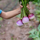 A hand holding a bunch of freshly harvested Purple Top White Globe turnips with purple shoulders and white roots.