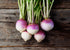 Heirloom Seeds_Turnip Purple Top White Globe_Bucktown Seed Company-01