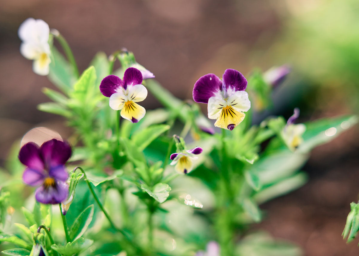 Helen Mount Viola (Pansy) Seeds Bucktown Seed Company
