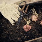 Large Walnut Garden Scissors with black blades and wood handles resting in soil next to a glove and plant bulbs.