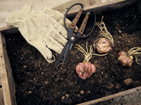 Walnut Garden Scissors, Large - Barebones