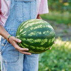 Person in denim overalls holding a round, green-striped Crimson Sweet watermelon in a garden.