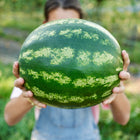 Person holding a large, round Crimson Sweet watermelon with bold green stripes in a garden.