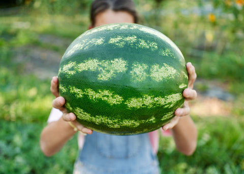 Heirloom Seeds_Watermelon_Crimson Sweet_Bucktown Seed Company-01