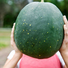 Person holding a large, dark green Moon and Stars watermelon with yellow speckles in a garden.