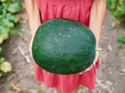 Person holding a dark green Moon and Stars watermelon with yellow speckles in a garden.