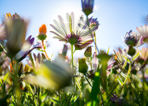 american seed hummingbird wildflower blend Hummingbird & Butterfly