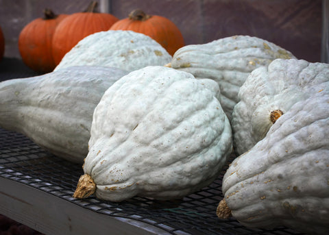 Heirloom Seeds - Blue Hubbard Squash - Bucktown Seed Company-02