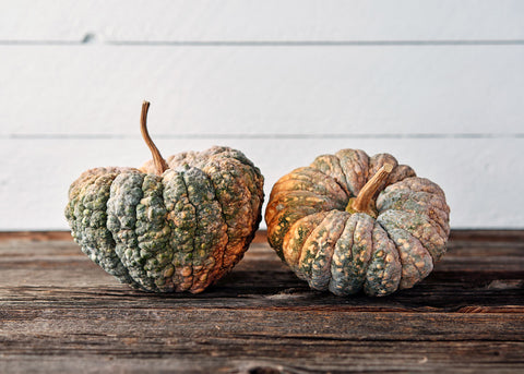 Squash_Chirimen_Seeds_Bucktown Seed Company_03