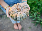Hands holding a harvested Chirimen winter squash with ribbed, warty green and buff-colored skin.