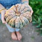 Hands holding a harvested Chirimen winter squash with ribbed, warty green and buff-colored skin.