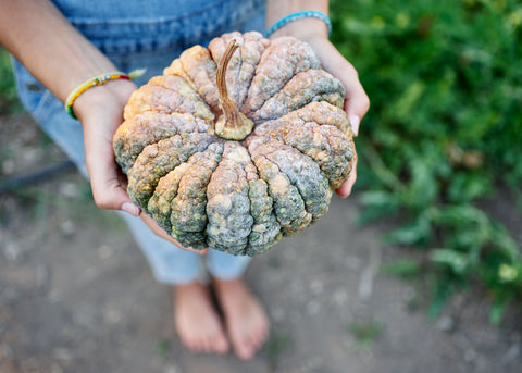 Squash_Chirimen_Seeds_Bucktown Seed Company_02