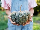 Person holding a warty, green and buff-colored Chirimen winter squash in a garden.