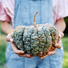 Person holding a warty, green and buff-colored Chirimen winter squash in a garden.