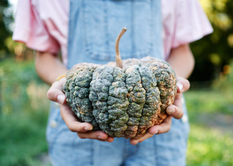 Squash_Chirimen_Seeds_Bucktown Seed Company_01