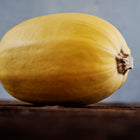 A single pale yellow Spaghetti winter squash resting on a rustic wooden surface against a blue background.