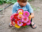 Child holding a vibrant bouquet of multicolored California Giants zinnia flowers in a garden.