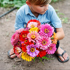 Child holding a vibrant bouquet of multicolored California Giants zinnia flowers in a garden.