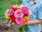 Person holding a vibrant bouquet of multicolored California Giants zinnia flowers in a garden.