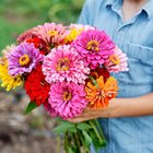 Person holding a vibrant bouquet of multicolored California Giants zinnia flowers in a garden.