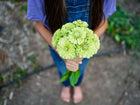 Person holding a fresh bouquet of lime-green Envy zinnia flowers in a garden.