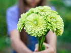 A person holding a bouquet of chartreuse-green Envy zinnia flowers with semi-double petals.