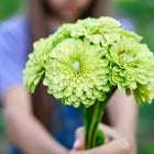 A person holding a bouquet of chartreuse-green Envy zinnia flowers with semi-double petals.