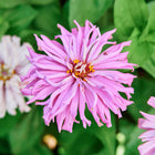 Vibrant pink Cactus Mix Zinnia flowers with quilled, shaggy petals blooming against a backdrop of green foliage.