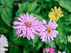 Two pink Cactus Mix zinnia flowers with quilled, shaggy petals blooming among green foliage and a yellow flower.