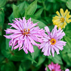 Two pink Cactus Mix zinnia flowers with quilled, shaggy petals blooming among green foliage and a yellow flower.