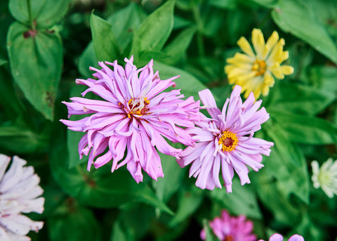 Flower Seeds_Zinnia_Giant Cactus Mix_Bucktown Seed Company-06