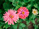 Pink and red Cactus Mix Zinnia flowers with quilled petals blooming in a garden with green foliage.