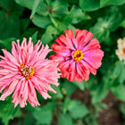 Pink and red Cactus Mix Zinnia flowers with quilled petals blooming in a garden with green foliage.
