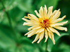 Pale yellow Cactus Mix Zinnia flower with long, quilled petals and a vibrant orange center against a blurred green background.