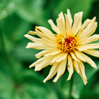 Pale yellow Cactus Mix Zinnia flower with long, quilled petals and a vibrant orange center against a blurred green background.