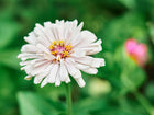 Soft white Cactus Mix Zinnia flower with quilled petals and a yellow center blooming in a green garden.