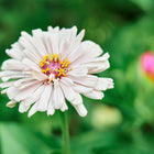 Soft white Cactus Mix Zinnia flower with quilled petals and a yellow center blooming in a green garden.