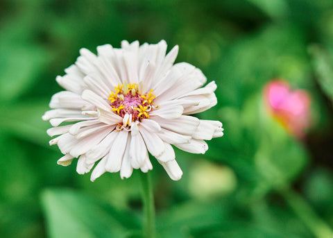 Flower Seeds_Zinnia_Giant Cactus Mix_Bucktown Seed Company-02