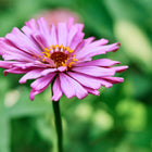 A single pink Cactus Mix zinnia flower with quilled, starburst petals and a dark center against a blurred green background.