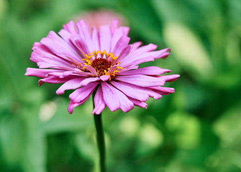 Flower Seeds_Zinnia_Giant Cactus Mix_Bucktown Seed Company-05