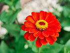 Vibrant scarlet California Giants zinnia flower with a yellow center blooming against a soft green garden background.
